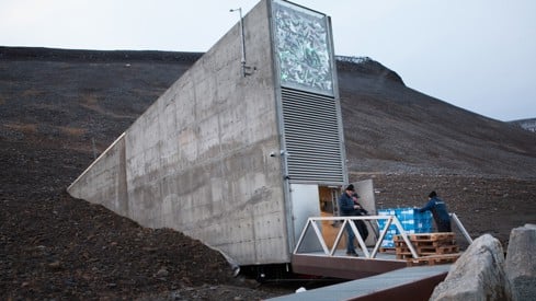 Credit: NordGen Frøkvelven på Svalbard
