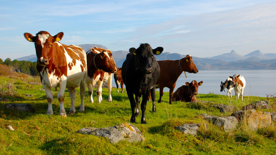 Cow