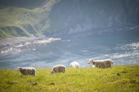 Sau på kystbeite i nord