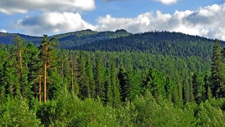 Skog. Foto: Colourbox Skog.